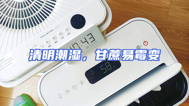 清明潮湿，甘蔗易霉变