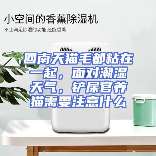 回南天猫毛都粘在一起，面对潮湿天气，铲屎官养猫需要注意什么