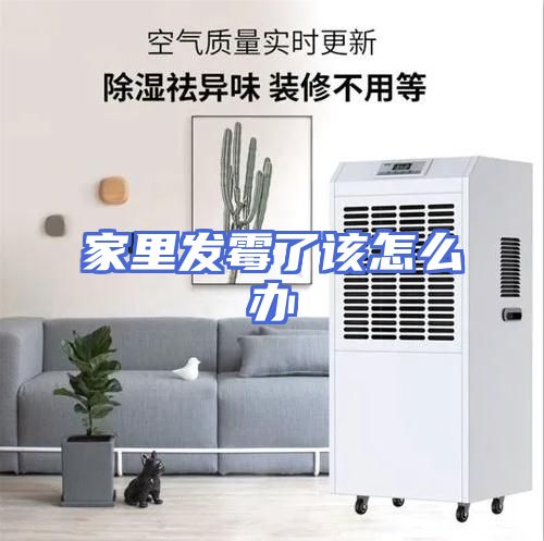 家里发霉了该怎么办