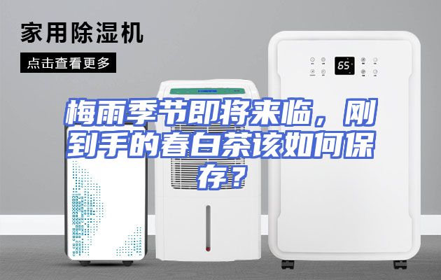 梅雨季节即将来临，刚到手的春白茶该如何保存？