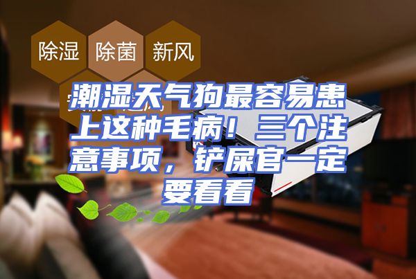 潮湿天气狗最容易患上这种毛病！三个注意事项，铲屎官一定要看看