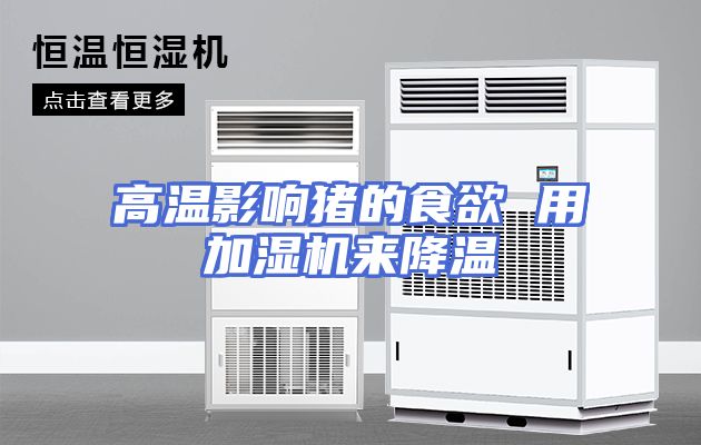 高温影响猪的食欲 用加湿机来降温