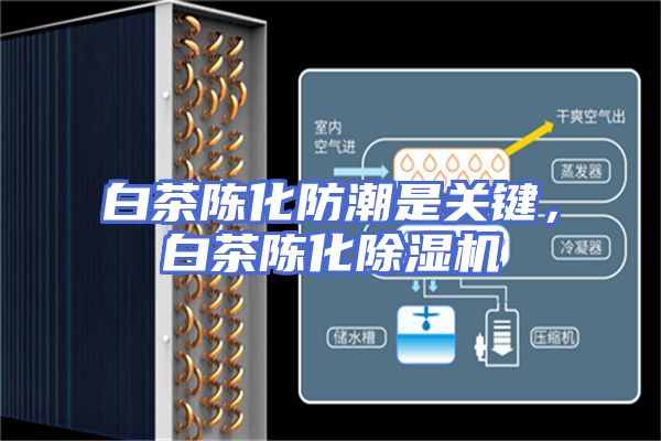 白茶陈化防潮是关键，白茶陈化除湿机