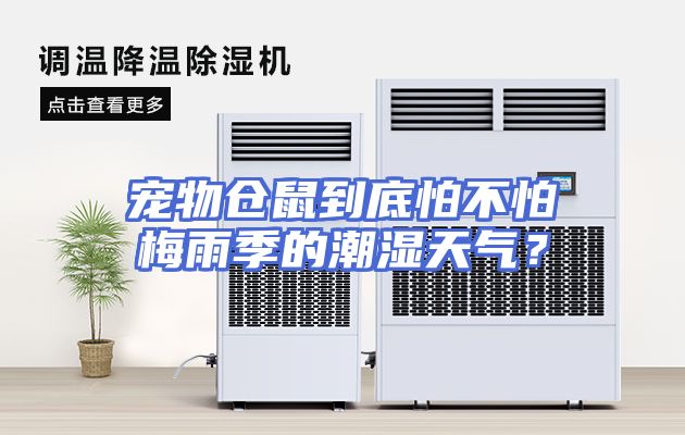 宠物仓鼠到底怕不怕梅雨季的潮湿天气？