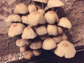 企业新闻蘑菇食用菌除湿机加湿案例