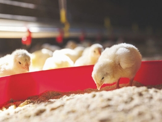 行业新闻孵化和养鸡场的理想温度和湿度的最佳衡量标准_除湿机厂家