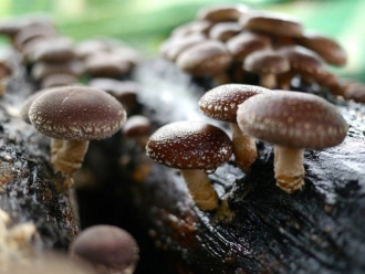 知识百科食用菌不同成长阶段需要不同湿度
